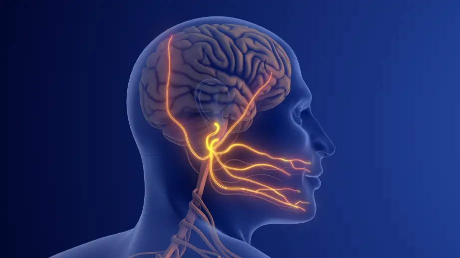 Anatomical illustration of the trigeminal nerve branches
