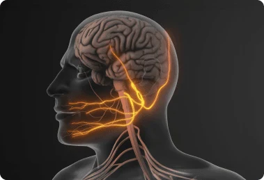 Illustration of trigeminal-neuralgia nerve anatomy
